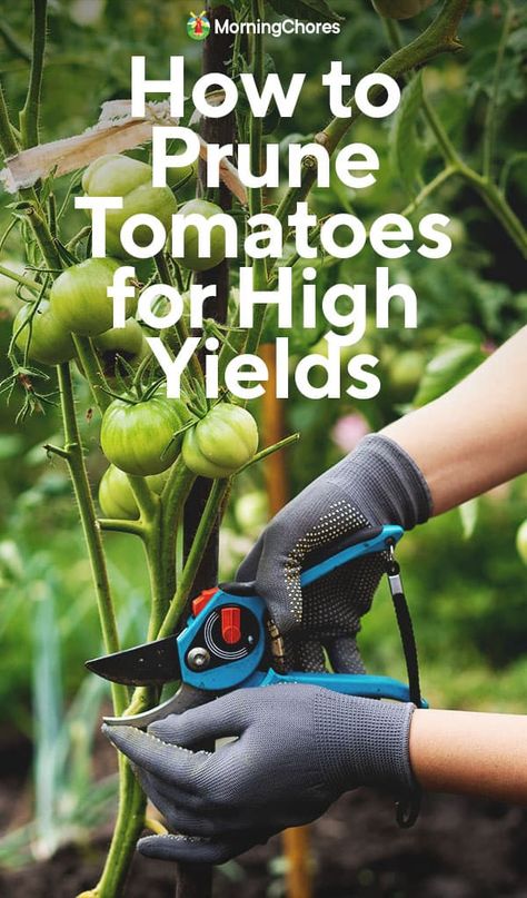 How to Prune Tomatoes for High Yields and Why You Should Always Do It How To Prune Tomatoes, Raised Beds Garden, Pruning Tomatoes, Tomatoes Plants Problems, Tomato Plant Care, Potato Casseroles, Transplanting Plants, Pruning Tomato Plants, Tomato Pruning