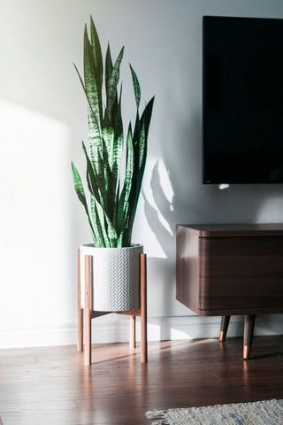 Home Décor, Mid Century Modern Plant Stand, Modern Plant Stand, Mid Century Modern Plants, Living Room Plants, Plant Stand, Mid Century Modern Decor, Plant Decor Indoor, Home Decor Tips