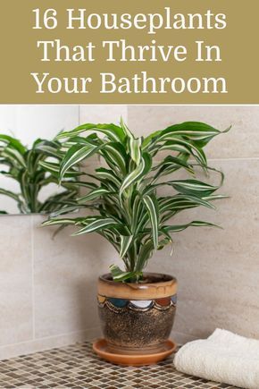 Bath, Flora, Best Indoor Plants, Household Plants, Plants In Bathroom, Plants For Bathroom, Growing Plants, House Plants Indoor, Plant Care