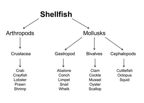 Shellfish Allergy, Vertebrates, Arthropods, Clostridium Botulinum, Allergic Reaction, Urticaria, Immunotherapy, Oysters, Allergy Asthma