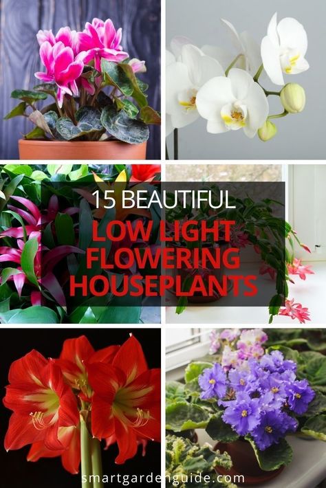 Beautiful flowering houseplants that will tolerate low light and bloom for ages. these are the best choices of flowering houseplants based on their beauty, tolerance of indoor conditions and duration of blooming. Design, Home Décor, Decoration, Flowering House Plants, Indoor Flowering Plants, Flowering Plants, Indoor Plants Low Light, Shade Flowers, Flower Pots Outdoor