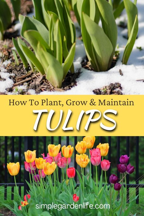 Diy, Exterior, Compost, Planting Flowers, Crafts, When To Plant Tulips, Planting Tulips, Growing Tulips, Planting Bulbs