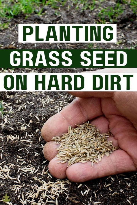 How To Plant Grass Seed On Hard Dirt via @home4theharvest Ideas, Design, Planting Grass Seed, How To Plant Grass, Grow Grass Fast, How To Grow Grass, Growing Grass From Seed, Best Grass Seed Lawn, Planting Grass