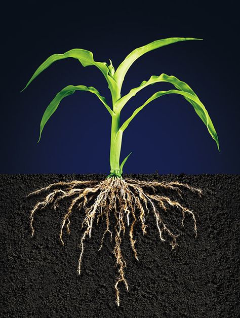 Corn Plant Root Systems on Behance