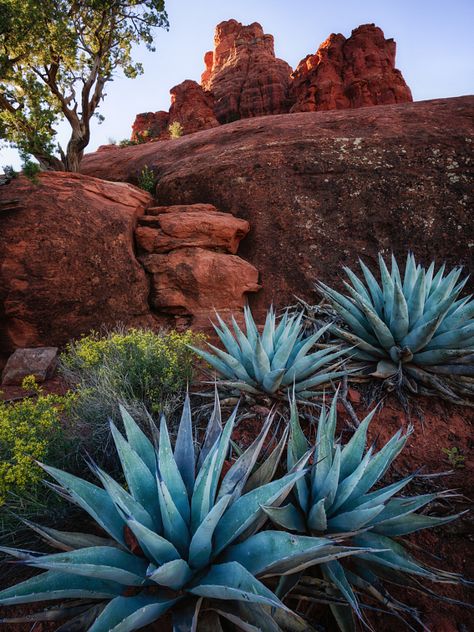 btruono: “Pointed Patch ” Nature, Plants, Landscape Photography, Outdoor, Desert Plants, Cactus, Desert Landscaping, Outdoor Plants, Arizona Landscape