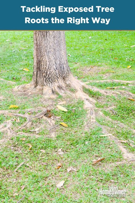 Exterior shot showing a tree with its roots above the ground, protruding through the lush green lawn. Decoration, Ideas, Tree Root Removal, Landscaping Tools, Landscaping Around Trees, Trees For Front Yard, Lawn Maintenance, Landscaping Trees, Landscape Care
