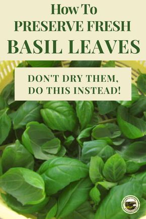 Shaded Garden, Fresco, Pesto, Gardening, Sauces, Preserve Fresh Herbs, How To Preserve Basil, Storing Fresh Basil, How To Dry Basil