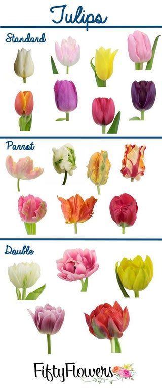 How to Make a Flower Garden : 3 Steps - Instructables Pink, Floral, Flora, Bouquets, Gardening, Tulip Bulbs, Flower Names, Flower Arrangements, Tulip Wedding