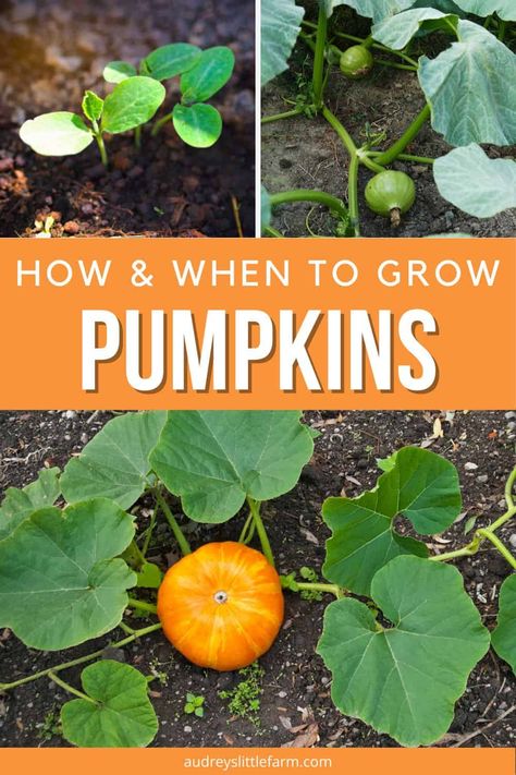 Pumpkin Planting Ideas, How To Grow A Pumpkin Patch, Pumpkin Gardening, Planting A Pumpkin Patch, Growing Pumpkins From Seeds, Planting Pumpkin Seeds, Growing Pumpkins Vertically, Pumpkin Growing Tips, Grow Pumpkins From Seeds