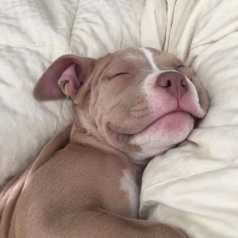 What a precious pitbull puppy!   bullymake.com/ Pitbull, Funny Memes, Pit Bulls, Dogs, Dogs And Puppies, I Love Dogs, Dog Love, Pit Bull Love, Meme