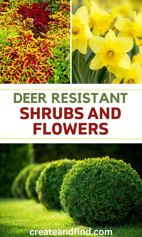 Best deer resistant shrubs and flowers. Planting Flowers, Shrubs, Shade Flowers, Small Garden Landscape, Trees For Front Yard, Flowers Perennials, Shade Plants, Easy Landscaping, Deer Resistant Flowers