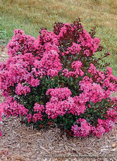 Small Flowering Shrubs with Big Impact: Small flowering shrubs do the job of their larger relatives for small-scale gardens. Pink, Diy, Layout, Planting Flowers, Architecture, Garages, Perennial Bushes, Flowering Bushes Full Sun, Small Flowering Plants