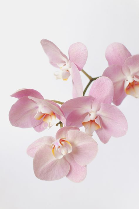 #orchidée #fleur #fleurcoupée #flower #weddingflowers #repertoire #glossaire #fleuriste Pastel, Flowers, Floral, Pink Orchids, Purple Orchids, Orchid Wallpaper, White Orchids, Beautiful Flowers, Beautiful Orchids