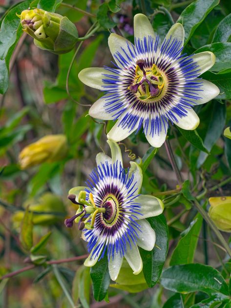 Passion flower: How to plant, grow and care for passion flowers in the UK | House & Garden Nature, Planting Flowers, Fruit, Tropical Flowers, Passion Fruit Flower, Spring Flowers, Passion Flower, First Flowers Of Spring, Exotic Plants