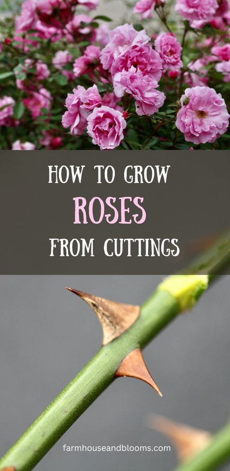 two pictures, one of pink roses, and one of rose stems with thorns Garden Care, Simple Rose, Rose, Rose Cuttings, Diys, Rose Bush, Flower Care, Flower Garden, Knockout Roses