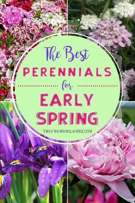 Ready to start your spring garden? Perennials are the perfect way to enhance your landscaping year after year. Here are the Best Perennial Flowers for Early Spring. #perennials #gardening #gardeningtips Gardening, Shaded Garden, Hibiscus, Layout, Gardening Supplies, Planting Flowers, Spring Perennials, Best Perennials, Perennial Garden