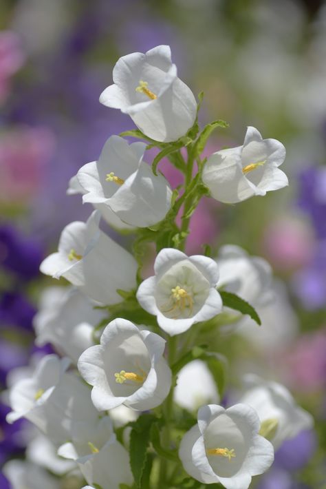 Canterbury bells | snowshoe hare* | Flickr Van, Canterbury, Planting Flowers, Flora, Nature, Floral, Snowshoe Hare, Snowshoe, Flower Arrangements