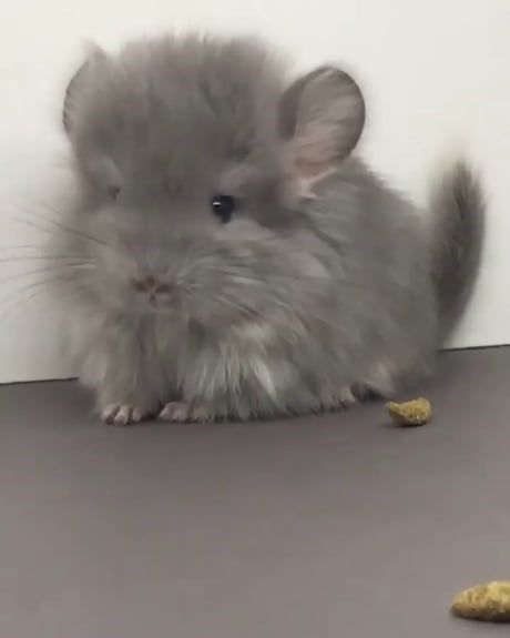 15 Images Of Baby Chinchillas That Will Melt Your Heart - I Can Has Cheezburger? Chinchillas, Baby Animals, Chinchilla Cute, Chinchilla Pet, Chinchilla, Cute Babies, Cute Little Animals, Cute Animals