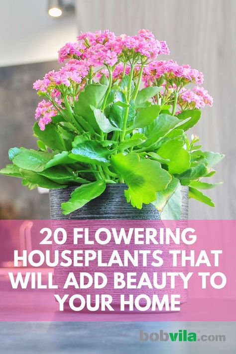 Expand your indoor gardening skills beyond leafy green houseplants and inject some color into your home. Here are 20 flowering houseplants that will add beauty to your home. Best Flowering House Plants, Indoor Flowering Plants Houseplants, Diy Indoor Flower Pots, Flowering Plants Indoor, House Plants With Flowers, Flowering Indoor Plants Houseplants, Inside Flowers Houseplants, Indoor Plants Flowers, Easy To Grow Indoor Plants