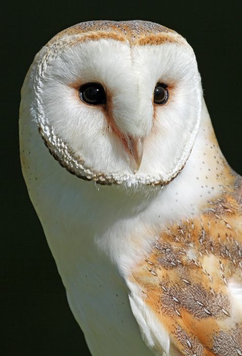 Barn Owl | Taken at Colchester Town & Country Show 2013 | Paul Bugbee | Flickr Bird Tattoos, Barn Owls, Birds Drawings, Drawing Birds, Drawing Bird, Owl Photography, Owl Bag, Bird Quotes, Bird Drawing