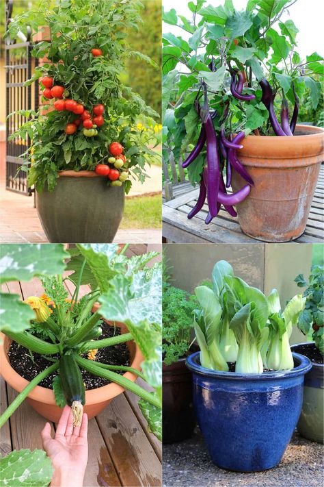 Growing Vegetables, Vegetable Garden Design, Small Vegetable Gardens, Home Vegetable Garden, Veggie Garden, Growing Vegetables In Pots, Container Gardening Vegetables, Veg Garden, Growing Food