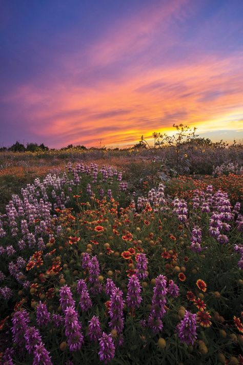 Nature Photography, Texas, Flower Field, Beautiful Flowers, Beautiful Landscapes, Flowers Photography, Beautiful Nature, Wild Flowers, Rare Flowers