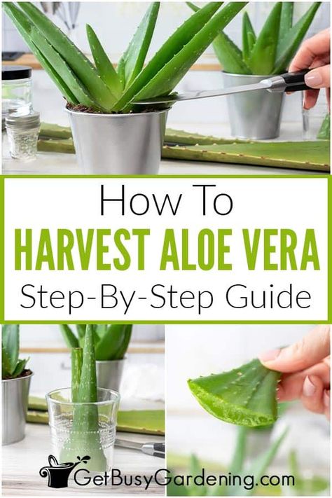 Diet And Nutrition, Fitness, Nutrition, Uses For Aloe Vera, Replanting Aloe Vera Plant From Leaf, Using Aloe Vera Plant, Aloe Plant Care, Aloe Propagation, Aloe Vera Plant Indoor