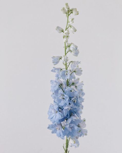 Nature, Bouquets, Ideas, Light Blue Flowers, Blue Clouds, Blue Hydrangea, Bloom, Blue Delphinium, Light Blue