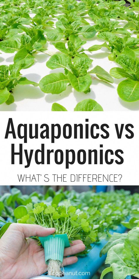 Terrarium, Aquaponics System, Hydroponics, Hydroponics System, Hydroponic Gardening, Aquaponics Fish, Aquaponic Gardening, Hydroponic Farming, Hydroponic Growing