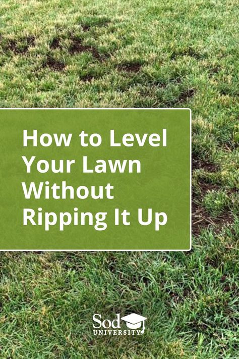 Lawn Care, Lawn Leveling, Lawn Care Tips, Lawn Maintenance, No Grass Backyard, Lawn Repair, Lawn Care Schedule, Landscaping Around Trees