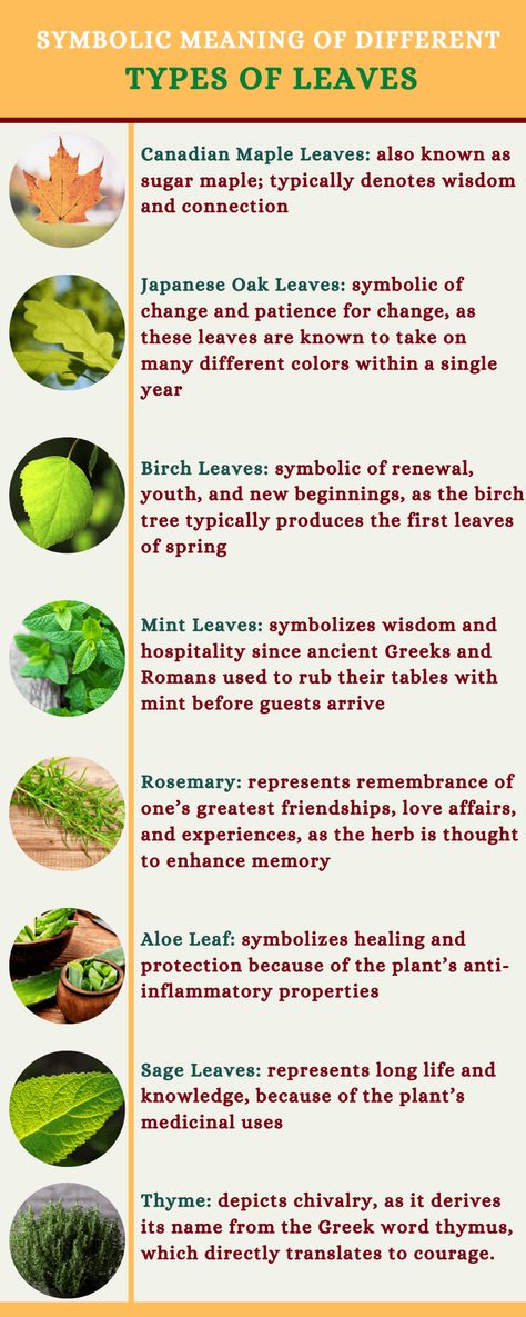 Different types of leaves are associated with different meanings. Here are some of the most popular. Popular, Tattoos, Alchemy, Gardening, Art, Piercing, Herbs, Maple Leaf Meaning, Plant Symbolism