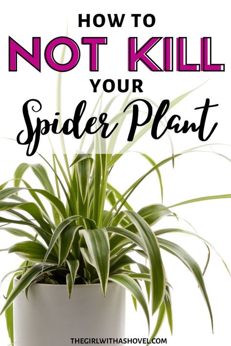 Ideas, Outdoor, Spider Plant Care Indoor, Spider Plant Care, Plant Care Houseplant, Indoor Plant Care Guide, Growing Plants Indoors, Snake Plant Care, Indoor Plant Care