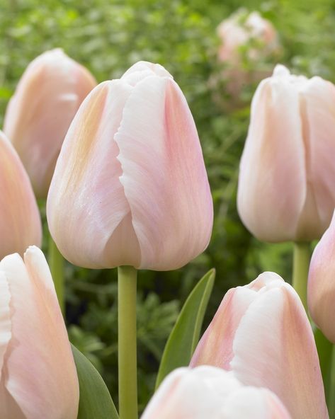 Apricot Pride blooms early and has very large flowers - 10 pieces size 12/+ - Tulip bulbs will be shipped in September. Tulips, Flowers, Gardening, Tulip Bulbs, Spring Tulips, Flower Arrangement, Flower Arrangements, Parrot Tulips, Tulip Design