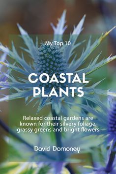 Outdoor, Gardening, Coastal Gardens, Seaside Garden, Coastal Landscaping, Coastal Landscaping Ideas, Beach Garden Plants, Coastal Landscape, Garden Plants