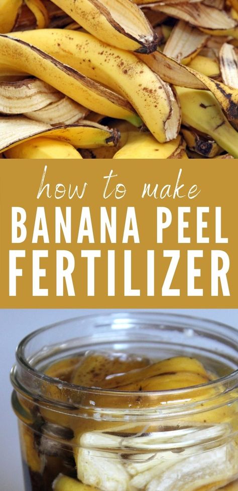Banana Peel Uses, Homemade Plant Food, Homemade Plant Fertilizer, Banana Plants, Banana Water, Banana Peels, Plant Food, Tomato Fertilizer, Natural Plant Fertilizer