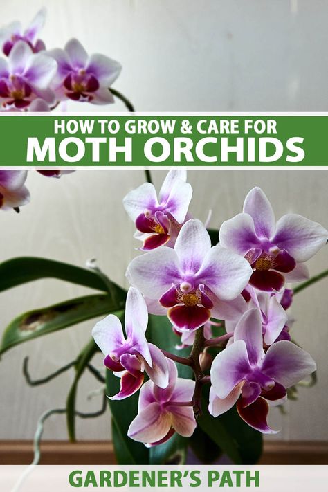 Planting Flowers, Orchid Care, Orchid Plant Care, Plant Growth, Household Plants, Plant Care, Growing, Orchid Plants, Indoor Plants