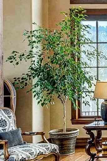 Plants that Purify the Air; Large Houseplants Home Décor, Planting Flowers, Best Indoor Trees, Indoor Plants, Indoor Tree Plants, Trees To Plant, Large Indoor Plants, Indoor Palm Trees, Ficus Tree Indoor