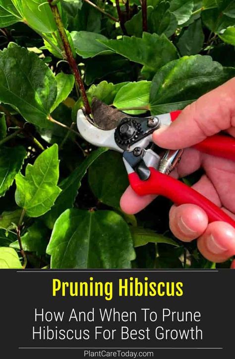 Pruning Hibiscus: Learn how and when to prune Hibiscus for the best plant growth and health. Keep your plant looking attractive and lively. [MORE] Cactus, Outdoor, Garden Care, Hibiscus, Growing Hibiscus, What To Plant With Hibiscus, Hibiscus Fertilizer, Hibiscus Shrub, Hibiscus Tree Care