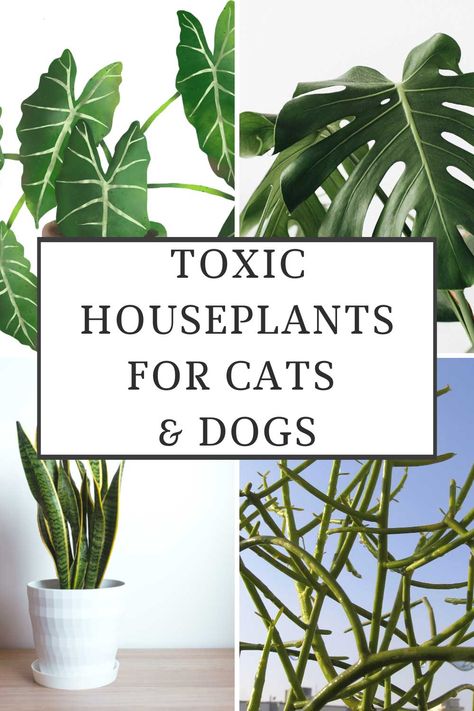 toxic-houseplants-for-cats-and-dogs Decoration, Nature, Gardening, Toxic Plants For Cats, Cat Safe House Plants, Cat Safe Plants, Cat Friendly Plants, Dog Safe Plants, Dog Friendly Plants
