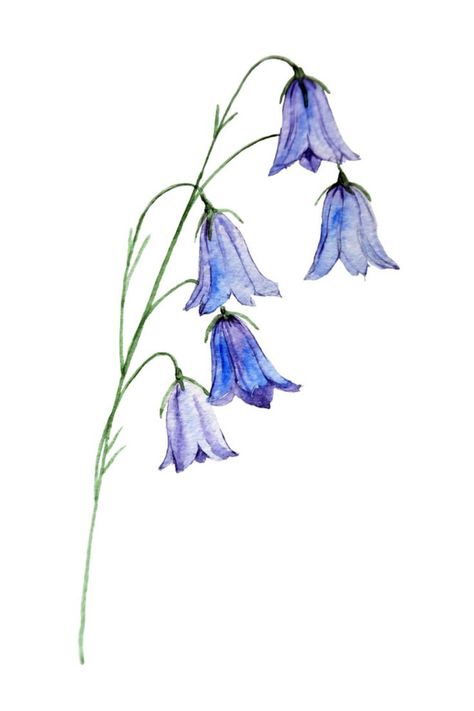 Bluebell Drawing Tattoo, Croquis, Draw, Kunst, Flower Drawing, Drawings, Bloemen, Tatoo, Cool Drawings
