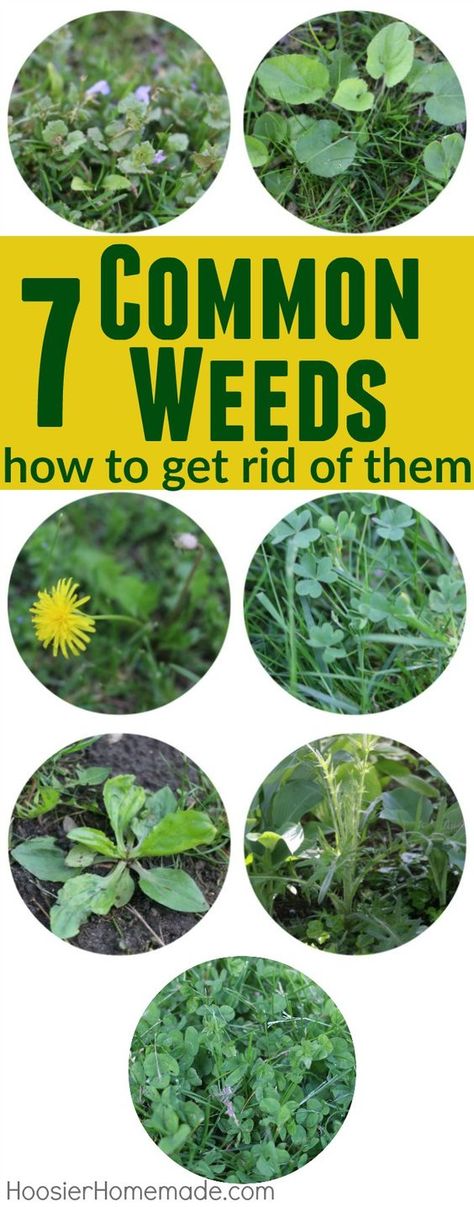 Don't let weeds ruin your lawn and landscaping! Learn how to identify them, and get RID of them for good! Organic Gardening, Garden Care, Outdoor, Garden Pests, Weeds In Lawn, Garden Weeds, Lawn Weeds, Gardening Tips, Gardening Tools