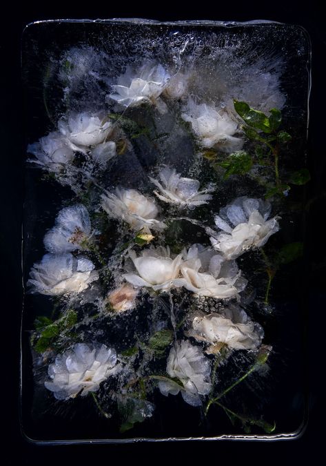 Romantic photographs of frozen flowers in blocks of ice capture the fragility of nature | Creative Boom Flowers, Inspiration, Art, Floral, Flowers In Water, Water Flowers, Flowers Photography, Wild Roses, Flower Photos