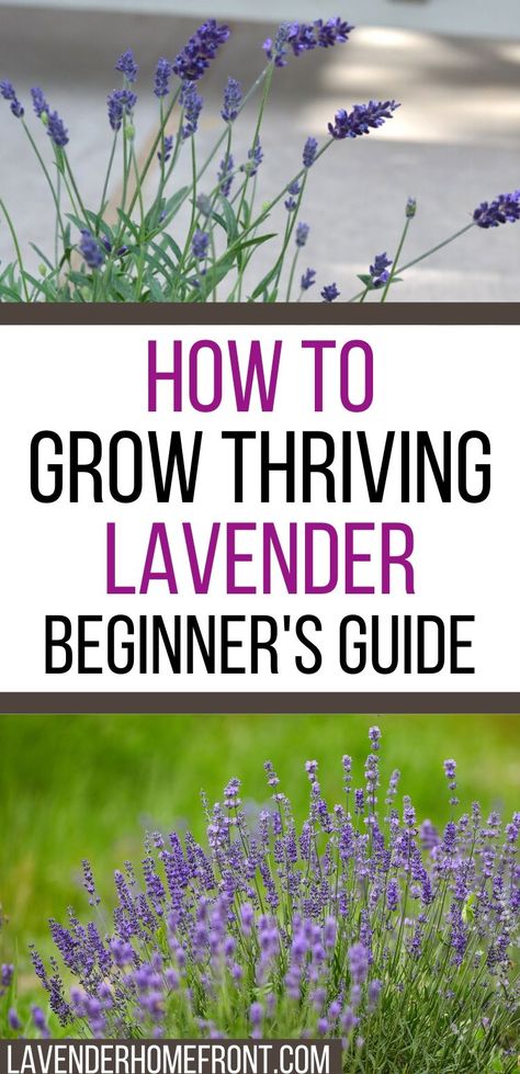 Permaculture, How To Grow A Lavender Field, How To Grow Lavender Indoors, How To Grow Lavender From Seed, How To Grow Lavender Outdoors, Growing And Selling Lavender, How To Prune Lavender Plant, What To Plant With Lavender, How To Plant Lavender
