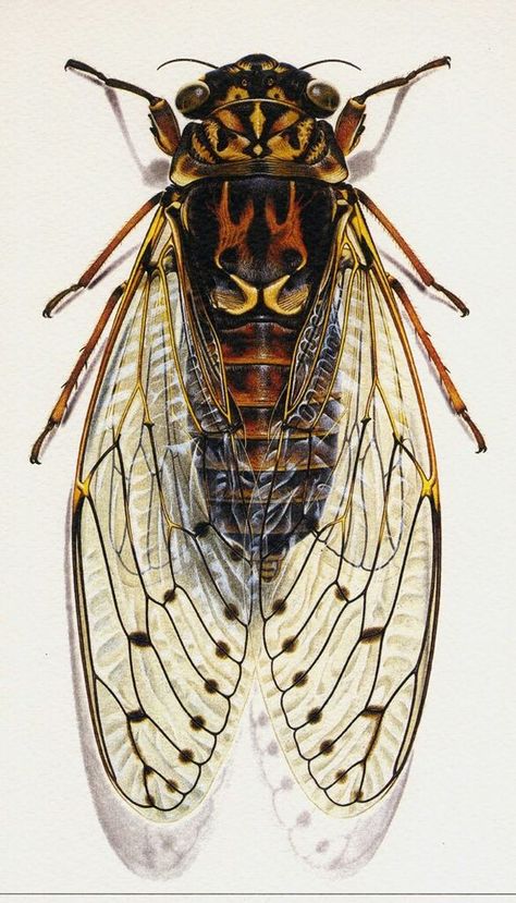 aquarelle insecte ☆ Collage, Pins