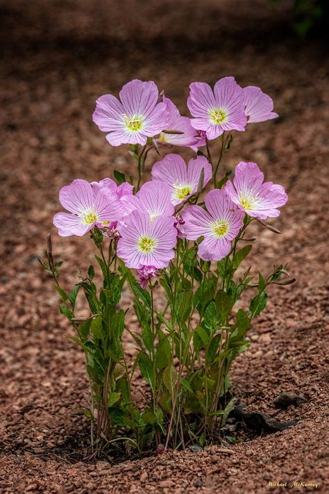 When, Where and How to Grow Mexican Evening Primrose | Dengarden Cold Frames, Pink, Evening Primrose Flower, Primrose Plant, Water Wise Plants, Primroses, Cold Frame, Wildflower Garden, Month Flowers