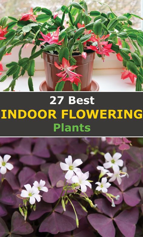 Planting Flowers, Plants, Ideas, Indoor Flowering Plants, Flowering Plants, Garden Plants, Garden, Vertical Garden, Botanical Gardens