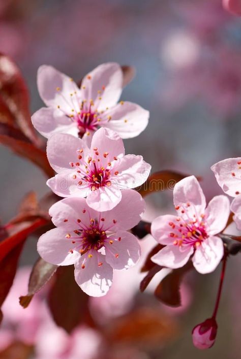 Meaning of Flowers in Korean Dramas – Koreaboo Pink, Hibiscus, Spring Blossom, Blossom Trees, Blossom Flower, Cherry Blossom Tree, Cherry Blossom Flowers, Spring, Flowers Nature