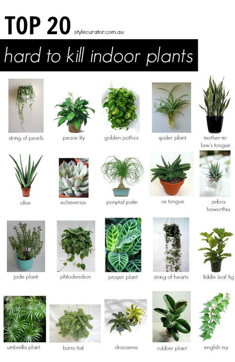Zero Sunlight & Hard to Kill Plants Flora, Planting Flowers, Jade Plants, Plant Care, Growing Plants, Peace Lily, Best Indoor Plants, Plant Life, House Plant Care