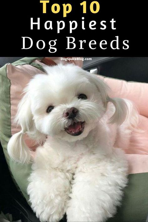 Dog Breeds, Dogs And Puppies, Puppies And Kitties, Best Small Dog Breeds, Puppy Breeds, Small Dog Breeds, Top 10 Dog Breeds, Maltipoo Puppies, Yorkie Puppy
