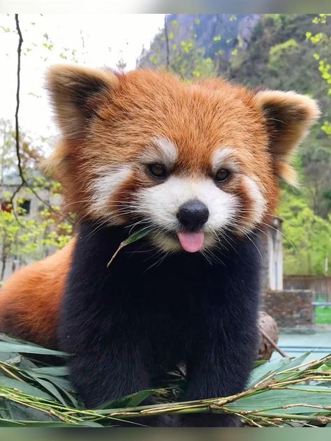 Bears, Pandas, Red Pandas, Red Panda, Red Panda Cute, Panda Bear, Panda, Cute Dogs, Cute Animal Photos